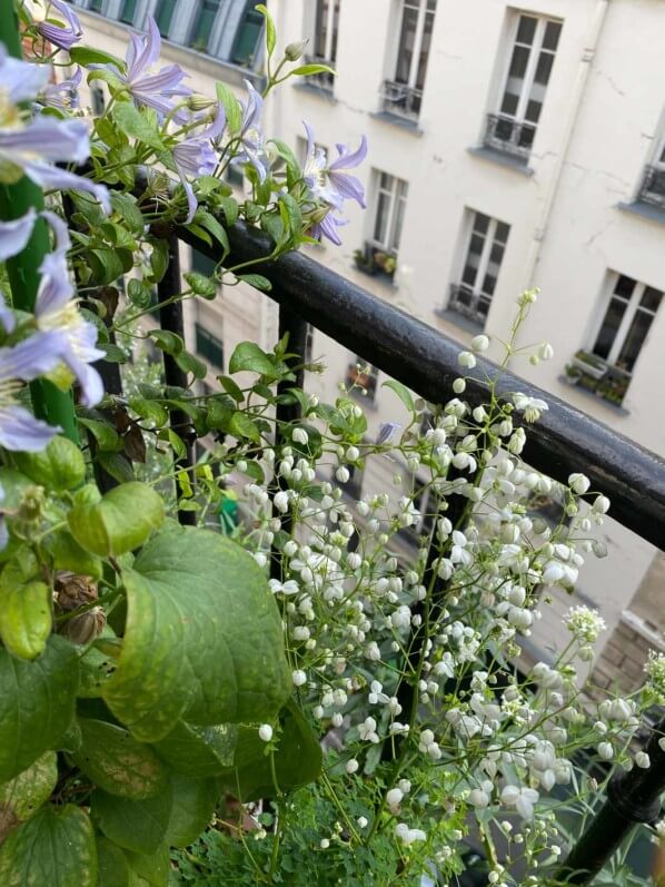 Thalictrum 'Splendide White' et clématite 'Blue River' en été sur mon balcon parisien, Paris 19e (75)