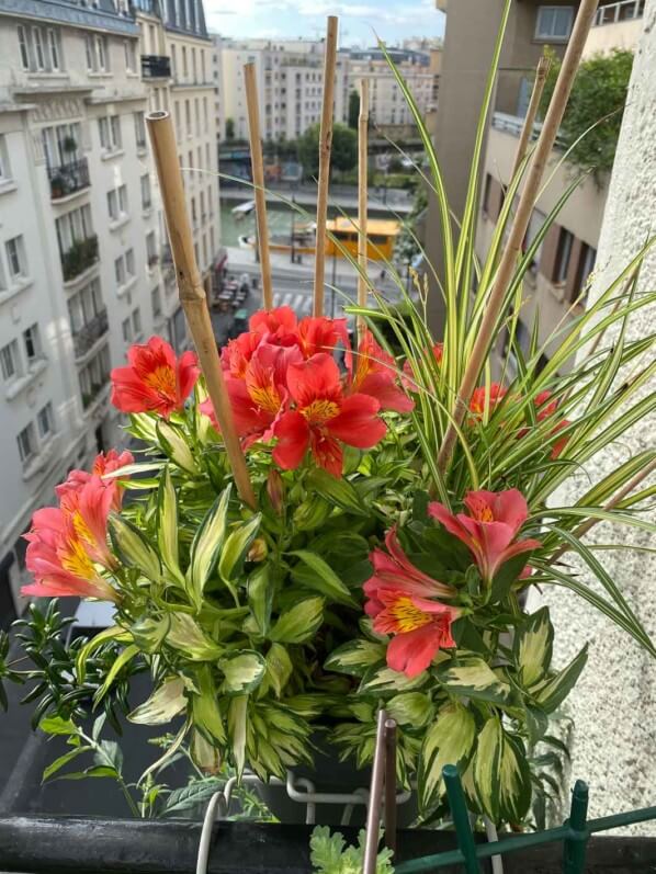 Potée d'alstroemère et de Chlorophytum en été sur mon balcon parisien, Paris 19e (75)
