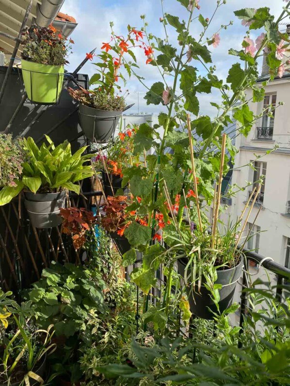 En été sur mon balcon parisien, Paris 19e (75)