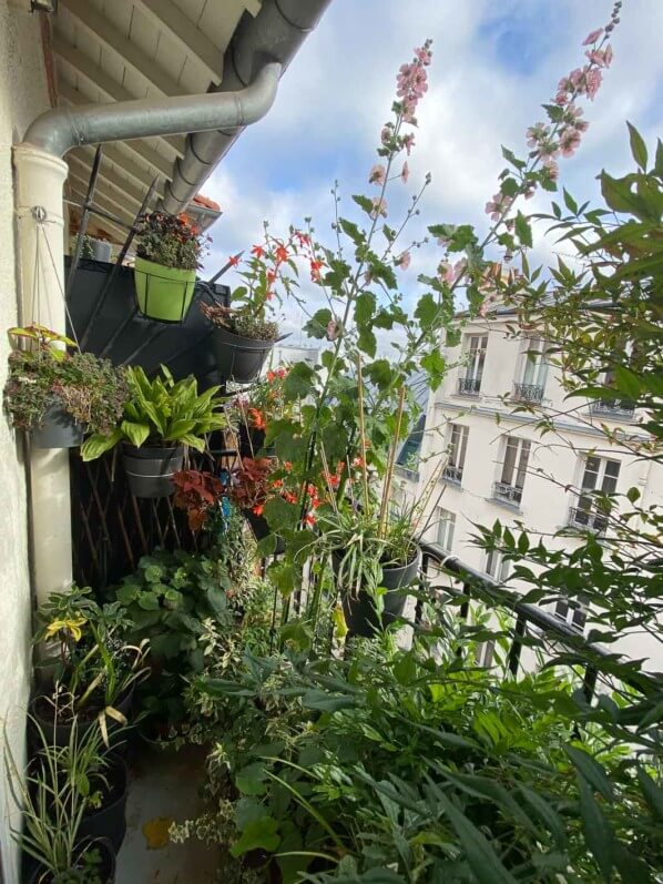 En été sur mon balcon parisien, Paris 19e (75)