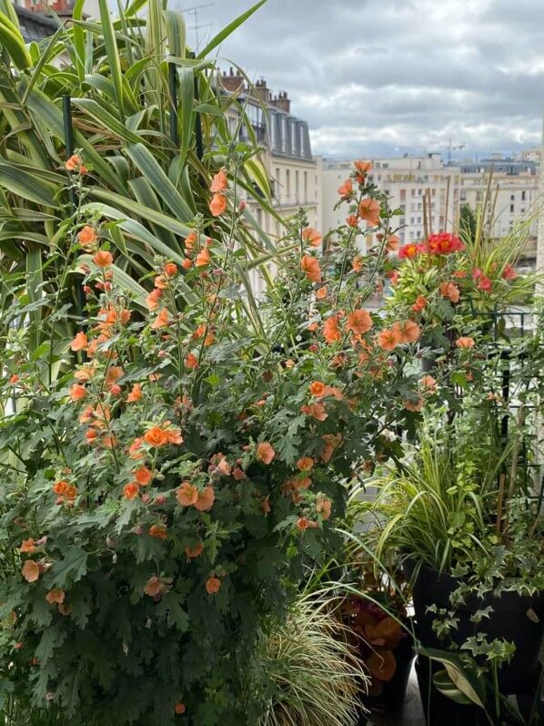 Sphaeralcea 'Childerley en été sur mon balcon parisien, Paris 19e (75)