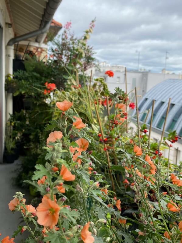 Sphaeralcea 'Childerley en été sur mon balcon parisien, Paris 19e (75)