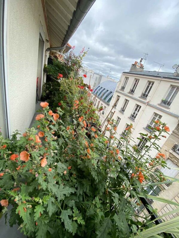 Sphaeralcea 'Childerley en été sur mon balcon parisien, Paris 19e (75)