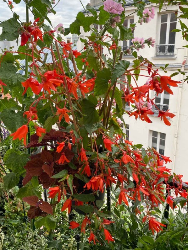 Bégonia Bertini Skaugum, bégonia Bonaparte Orange, Coléus, en été sur mon balcon parisien, Paris 19e (75)
