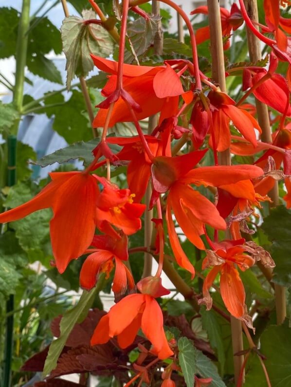 Bégonia Bertini Skaugum en été sur mon balcon parisien, Paris 19e (75)