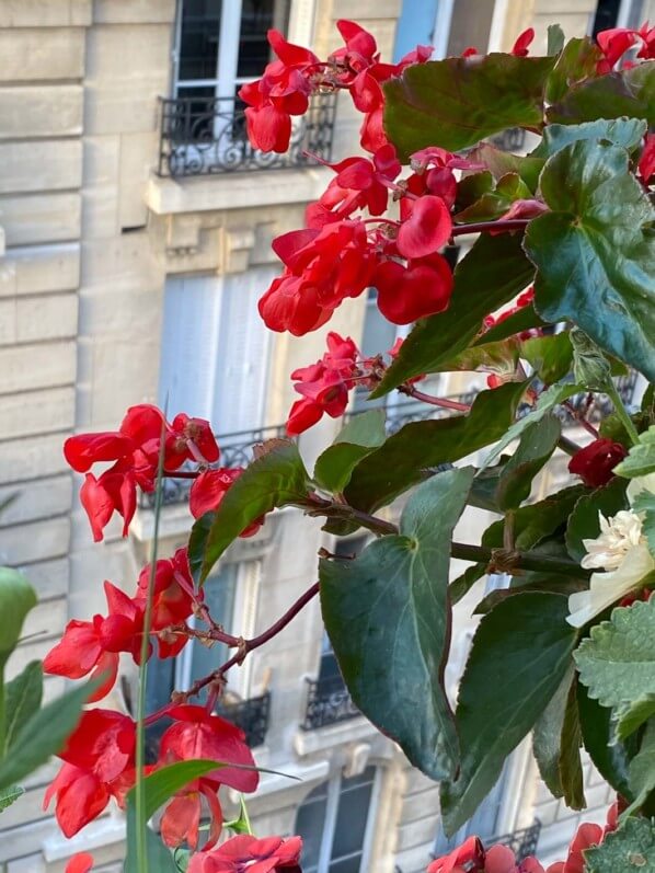 Begonia 'Dragon Wing' en été sur mon balcon parisien, Paris 19e (75)