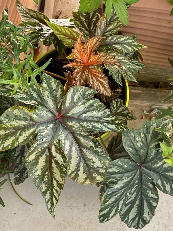 Begonia Garden Angel Silver en été sur mon balcon parisien, Paris 19e (75)