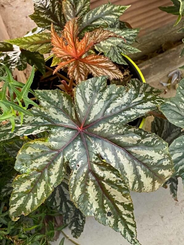 Begonia Garden Angel Silver en été sur mon balcon parisien, Paris 19e (75)