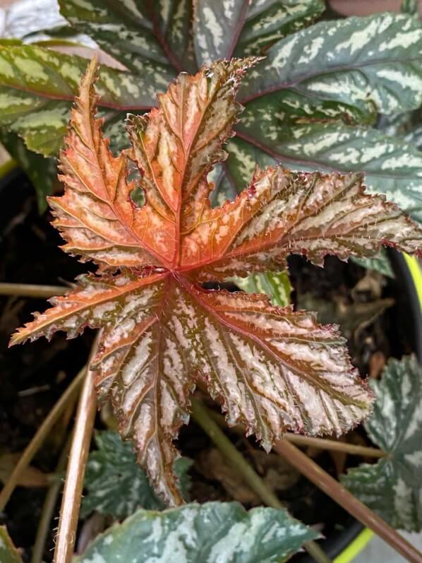 Begonia Garden Angel Silver en été sur mon balcon parisien, Paris 19e (75)