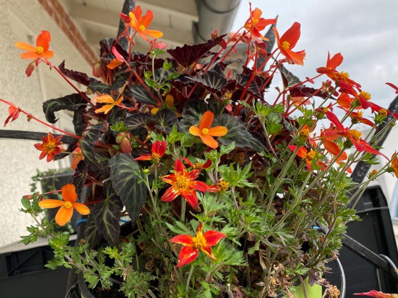 Bégonia 'Glowing Ember' et Bidens en été sur mon balcon parisien, Paris 19e (75)