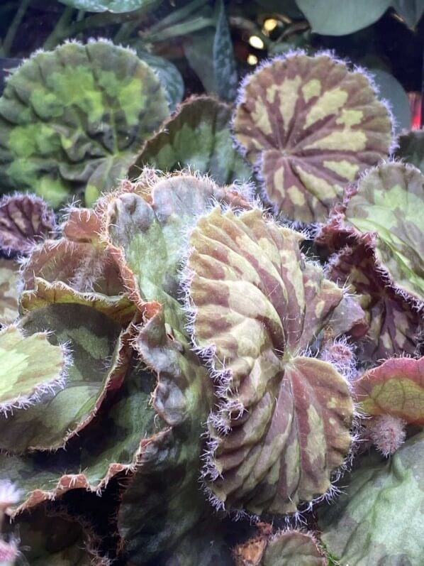 Begonia mashanica, Bégoniacées, plante d'intérieur, Paris 19e (75)