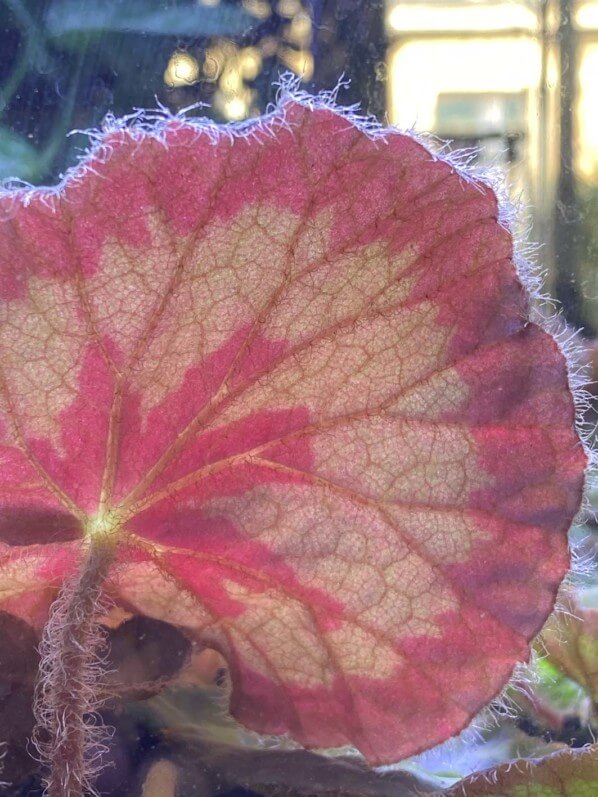 Begonia mashanica, Bégoniacées, plante d'intérieur, Paris 19e (75)