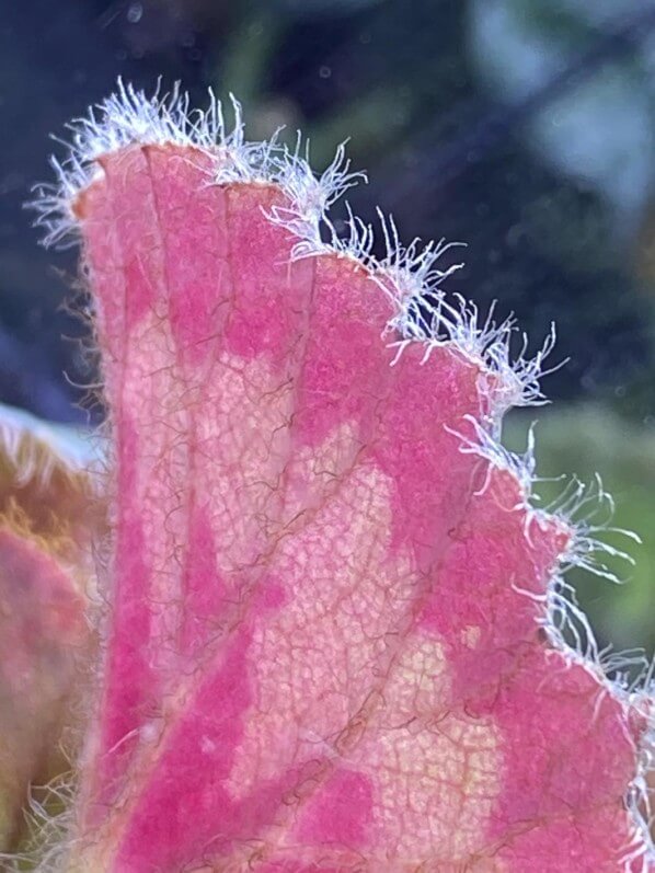 Begonia mashanica, Bégoniacées, plante d'intérieur, Paris 19e (75)