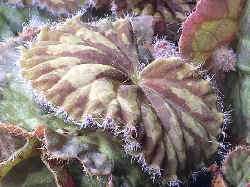 Begonia mashanica, Bégoniacées, plante d'intérieur, Paris 19e (75)