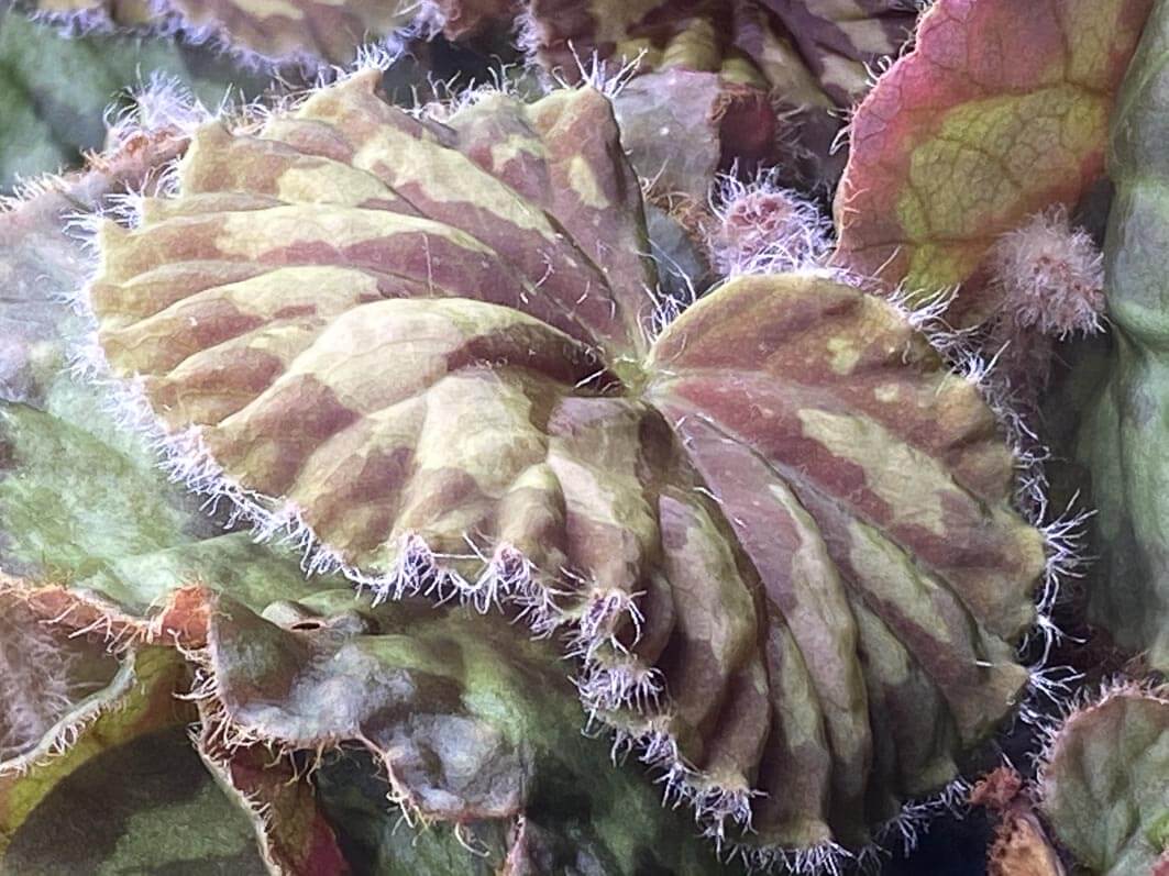 Lire la suite à propos de l’article Les beaux cils du Begonia mashanica