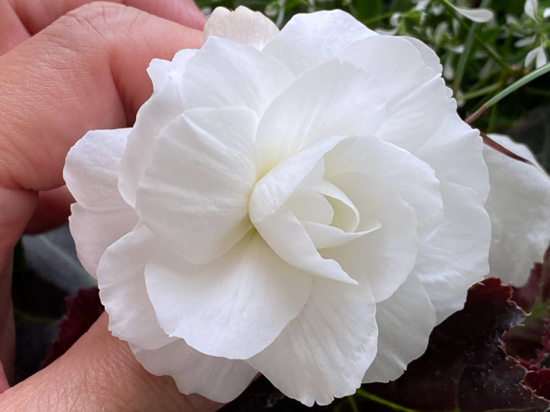 Bégonia tubéreux à fleur double blanche en été sur mon balcon parisien, Paris 19e (75)