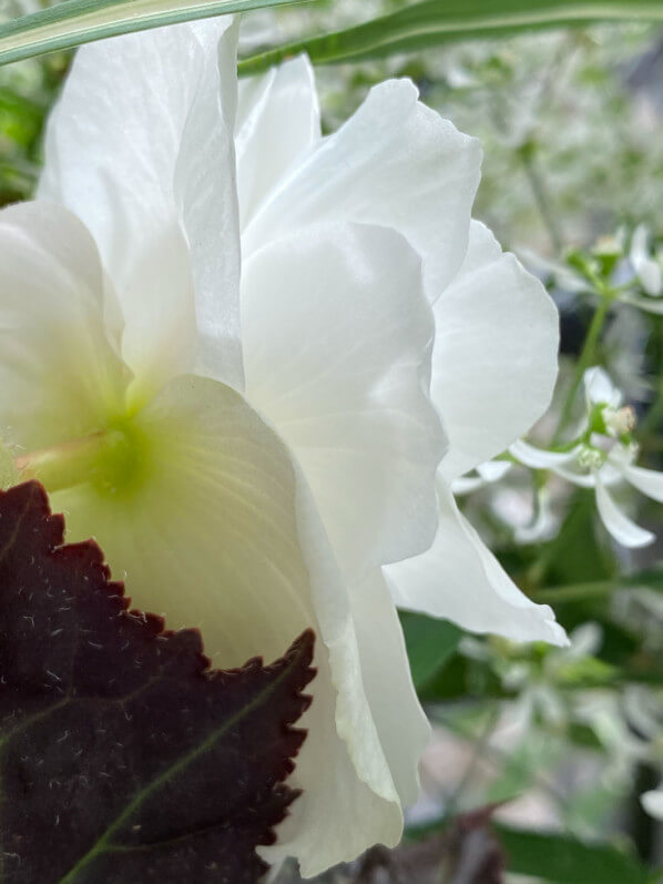 Bégonia tubéreux à fleur double blanche en été sur mon balcon parisien, Paris 19e (75)