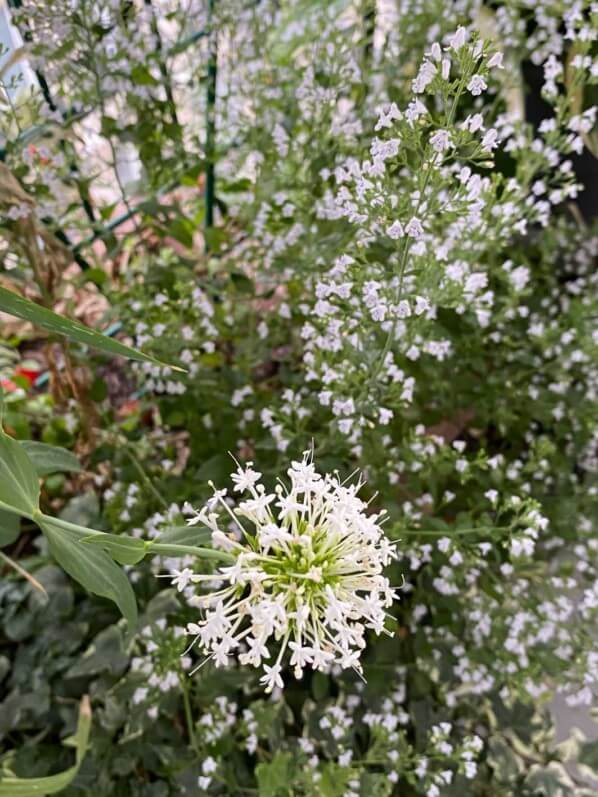 Calamintha nepeta ssp. nepeta 'Triumphator', Centranthus ruber 'Albus', en été sur mon balcon parisien, Paris 19e (75)