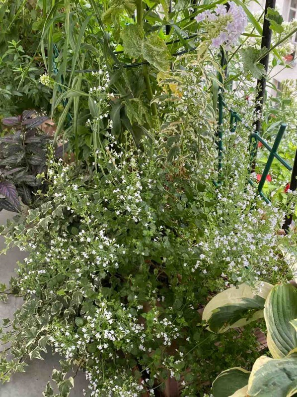 Calamintha nepeta ssp. nepeta 'Triumphator' en été sur mon balcon parisien, Paris 19e (75)