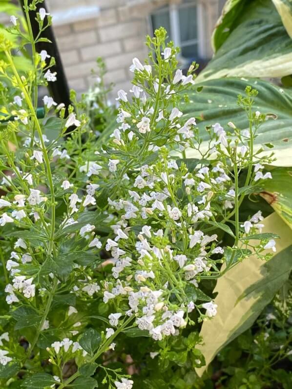Lire la suite à propos de l’article Le joli brouillard du Calamintha nepeta ssp. nepeta ‘Triumphator’