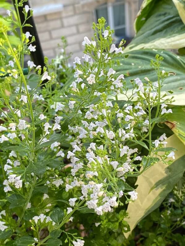 Calamintha nepeta ssp. nepeta 'Triumphator' en été sur mon balcon parisien, Paris 19e (75)