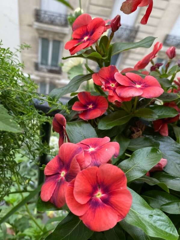 Pervenche de Madagascar 'Tatoo Papaya' (Cataranthus roseus), en été sur mon balcon parisien, Paris 19e (75)