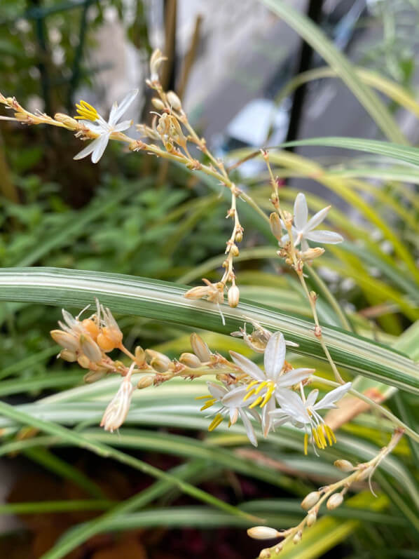 Chlorophytum saundersiae 'Starlight' en été sur mon balcon parisien, Paris 19e (75)