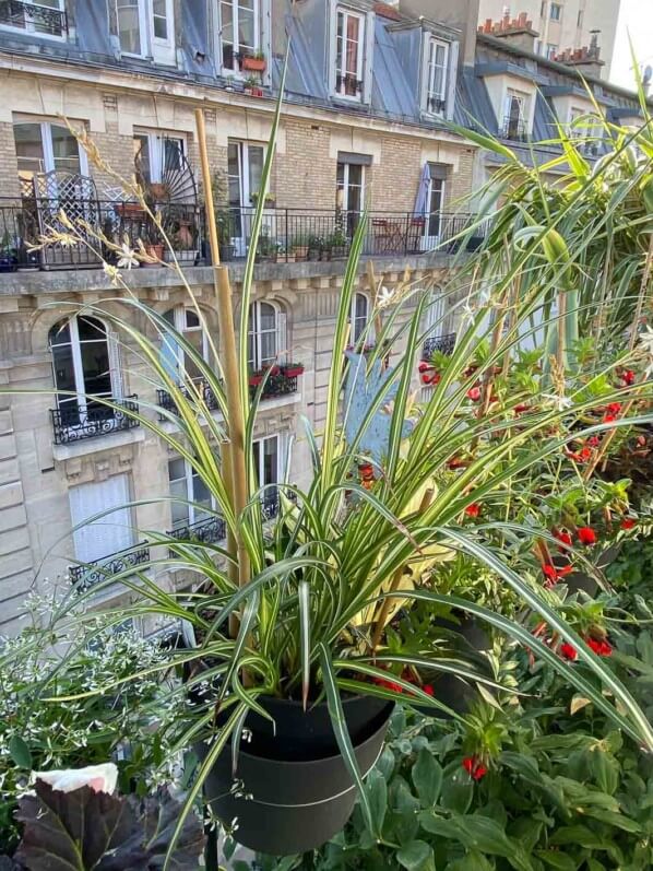 Chlorophytum saundersiae 'Starlight' en été sur mon balcon parisien, Paris 19e (75)