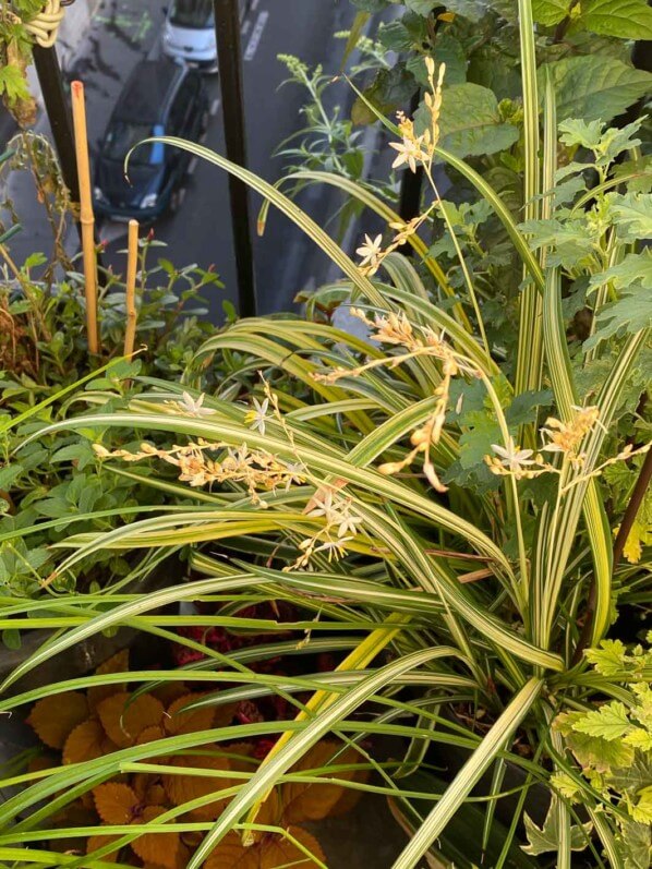 Chlorophytum saundersiae 'Starlight' en été sur mon balcon parisien, Paris 19e (75)