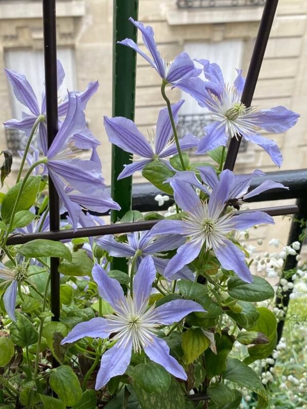 Clématite 'Blue River' en été sur mon balcon parisien, Paris 19e (75)