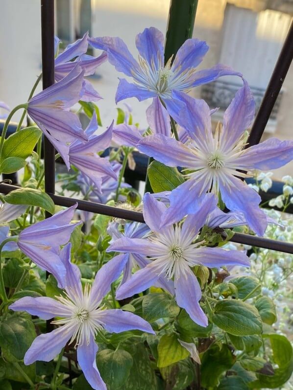 Clématite 'Blue River' en été sur mon balcon parisien, Paris 19e (75)