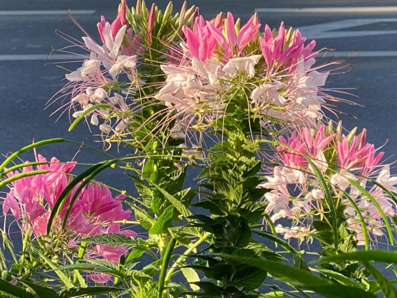 Cléome épineux (Cleome spinosa) ou fleur araignée, Le Plessis-Robinson (92)