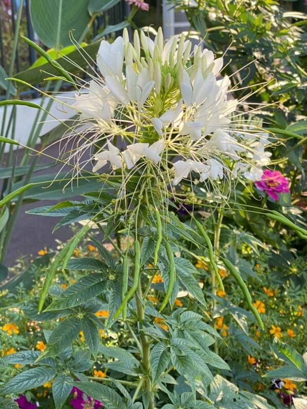 Cléome épineux (Cleome spinosa) ou fleur araignée, Le Plessis-Robinson (92)