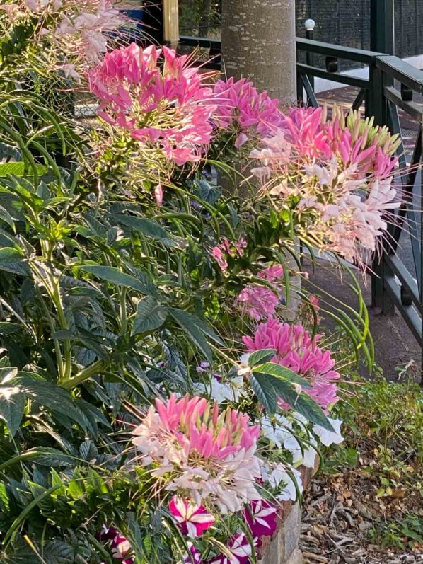 Cléome épineux (Cleome spinosa) ou fleur araignée, Le Plessis-Robinson (92)