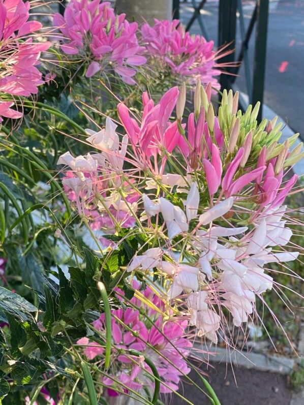 Cléome épineux (Cleome spinosa) ou fleur araignée, Le Plessis-Robinson (92)