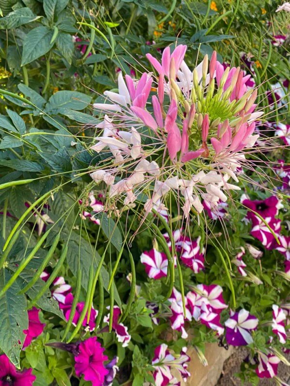 Cléome épineux (Cleome spinosa) ou fleur araignée, Le Plessis-Robinson (92)