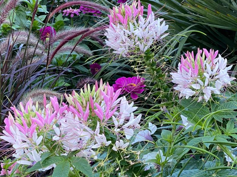 Cléomes, zinnia et Pennisetum, Le Plessis-Robinson (92)