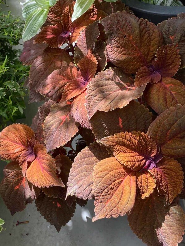 Coleus (Solenostemon) en été sur mon balcon parisien, Paris 19e (75)