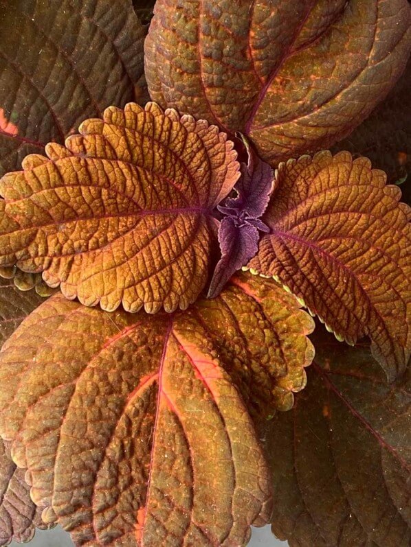 Lire la suite à propos de l’article Coleus chocolat et mandarine