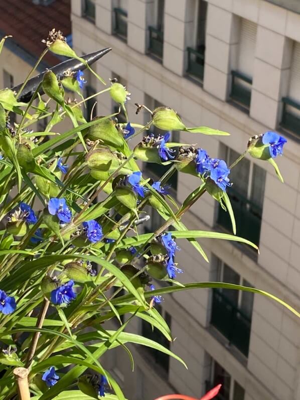 Commelina dianthifolia en été sur mon balcon parisien, Paris 19e (75)