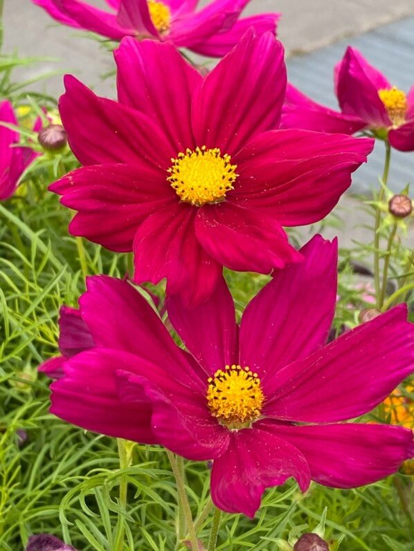 Cosmos (Astéracées) en été dans le jardin du Moulin-de-la-Pointe, Paris 13e (75)
