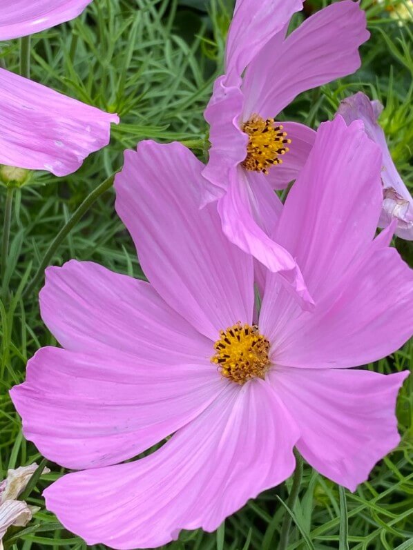 Cosmos (Astéracées) en été dans le jardin du Moulin-de-la-Pointe, Paris 13e (75)