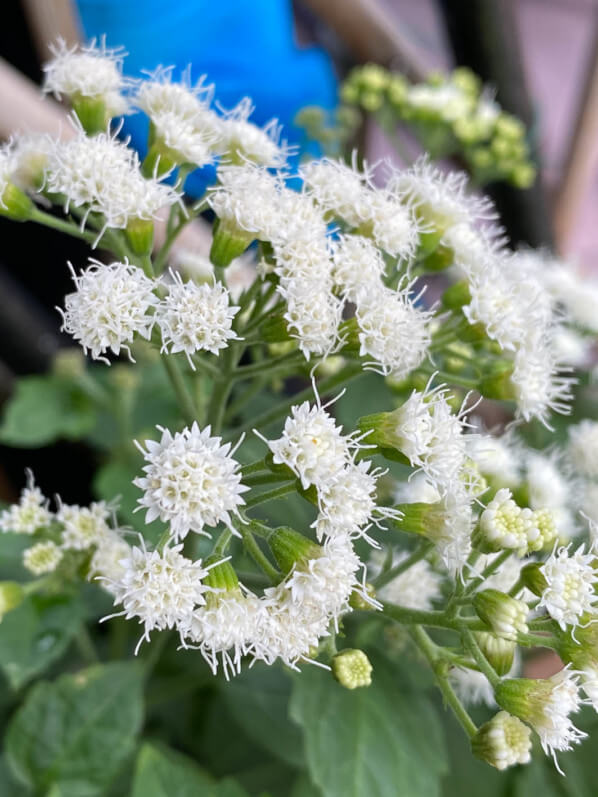 Eupatorium 'Lucky Melody' en été sur mon balcon parisien, Paris 19e (75)