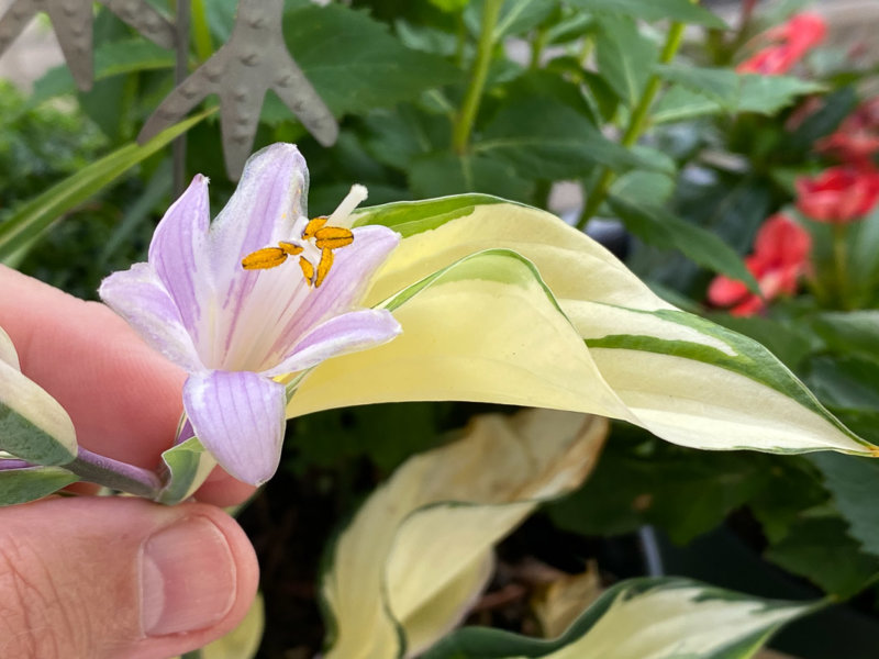 Fleur de l'Hosta 'Fire And Ice' en été sur mon balcon parisien, Paris 19e (75)