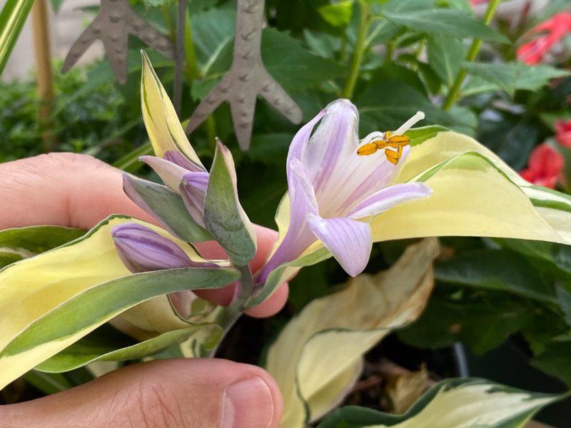 Fleur de l'Hosta 'Fire And Ice' en été sur mon balcon parisien, Paris 19e (75)