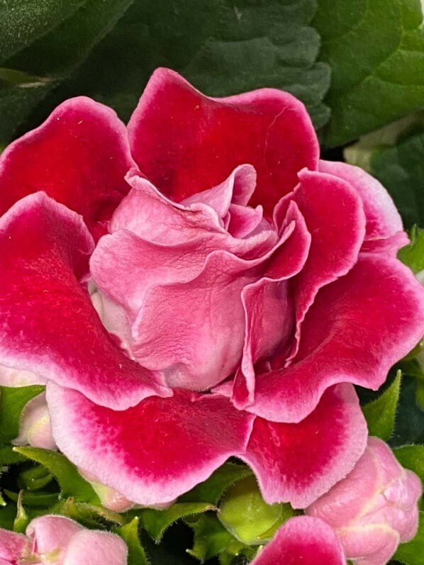Lire la suite à propos de l’article Gloxinia élégant ou gloxinia des fleuristes