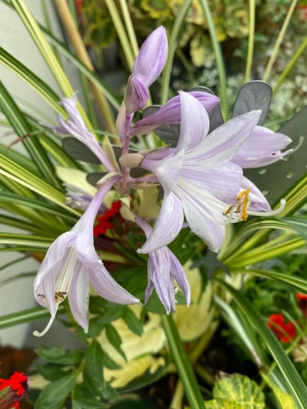 Fleurs de l'Hosta 'Fire And Ice' en été sur mon balcon parisien, Paris 19e (75)