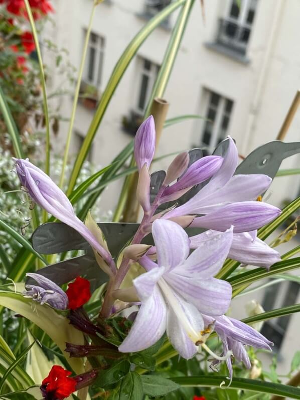 Fleurs de l'Hosta 'Fire And Ice' en été sur mon balcon parisien, Paris 19e (75)