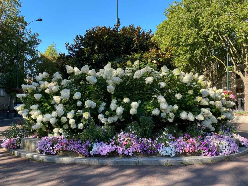 Hydrangea paniculata, rond-point, Le Plessis-Robinson (92)