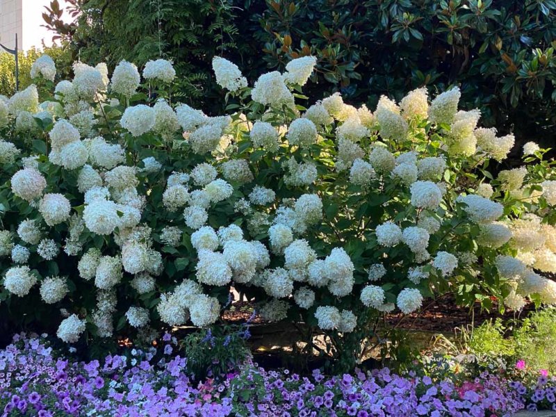 Hydrangea paniculata, rond-point, Le Plessis-Robinson (92)